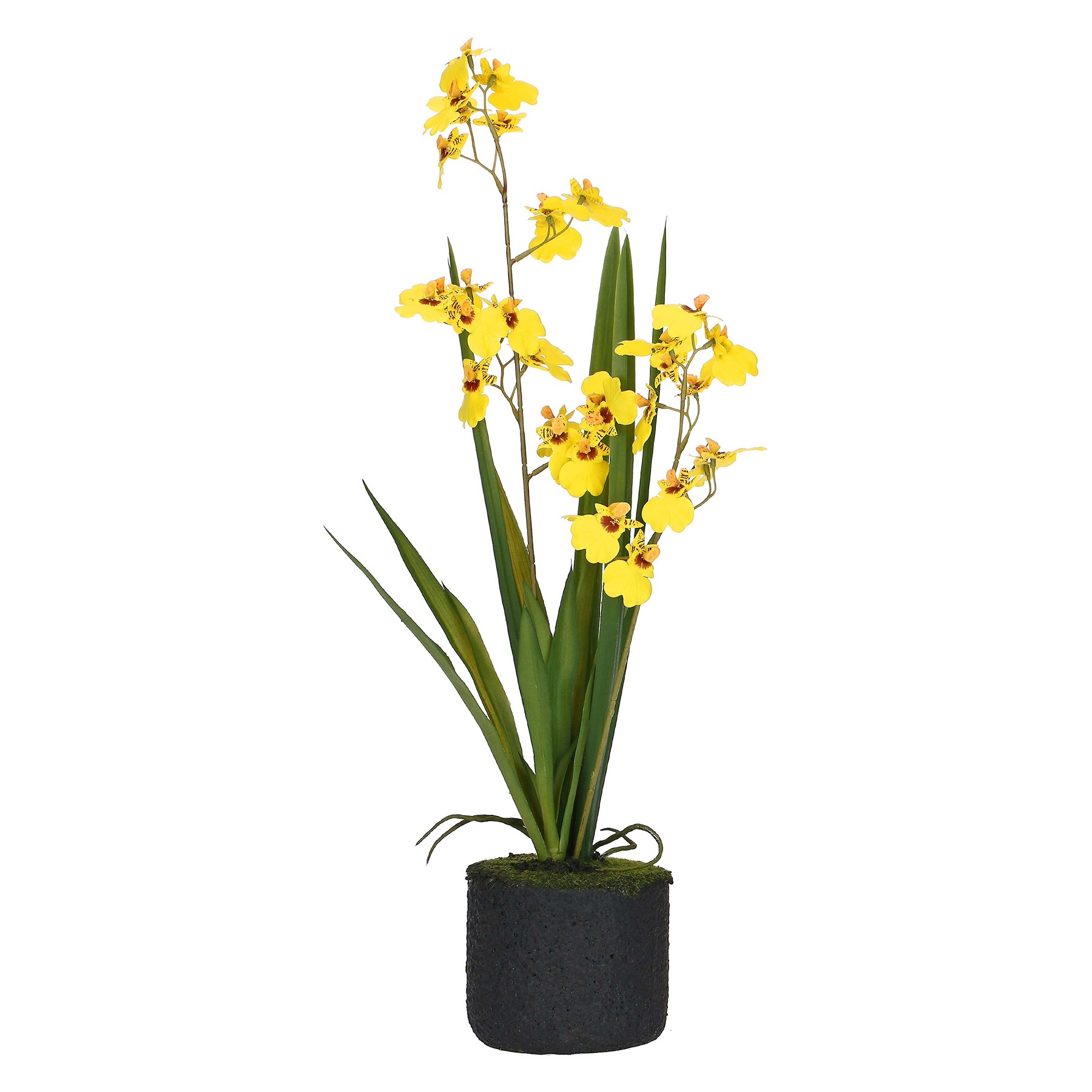 Veronica Yellow Oncidium Clod M ÃƒËœ12 Gift