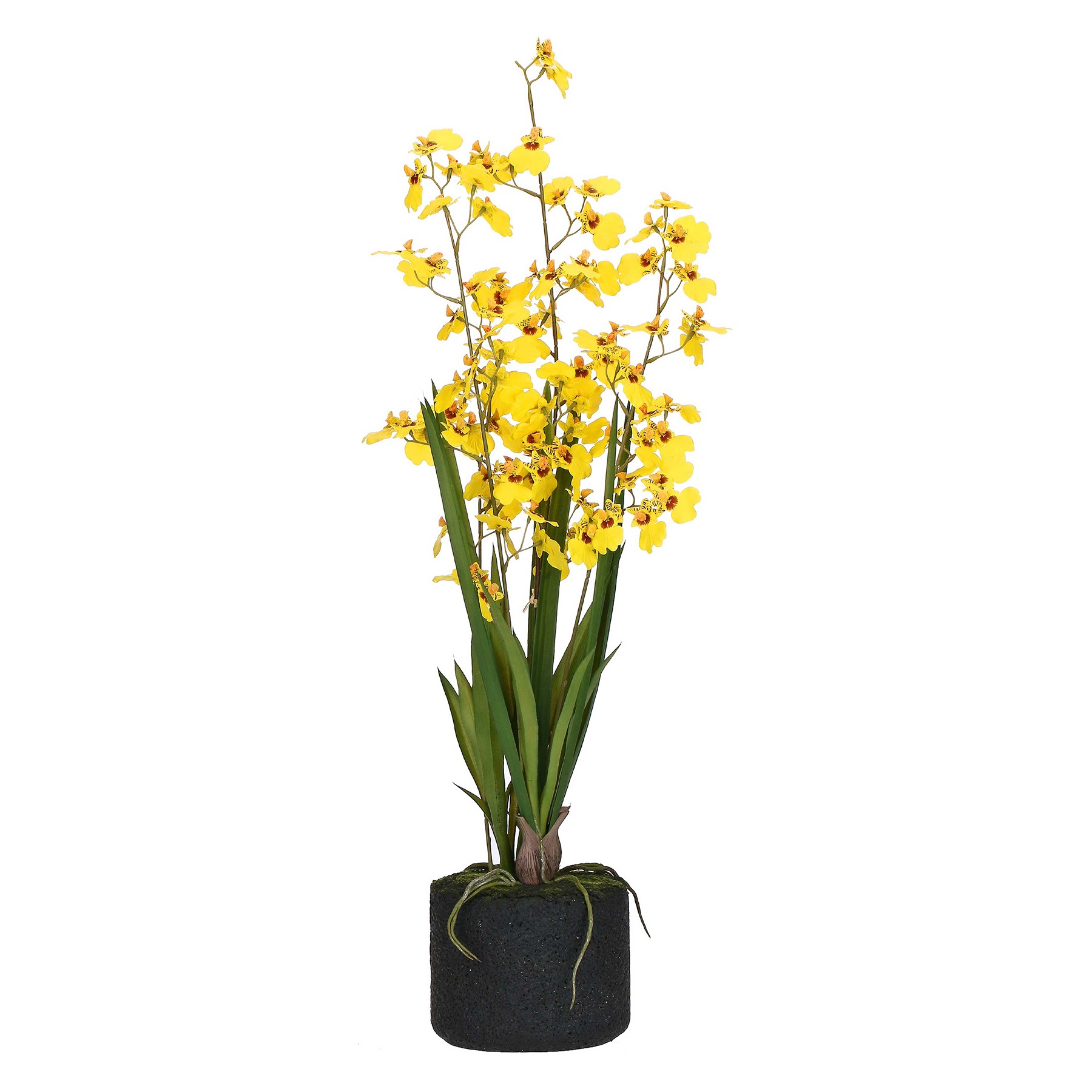 Veronica Yellow Oncidium Clod L ÃƒËœ16 Gift