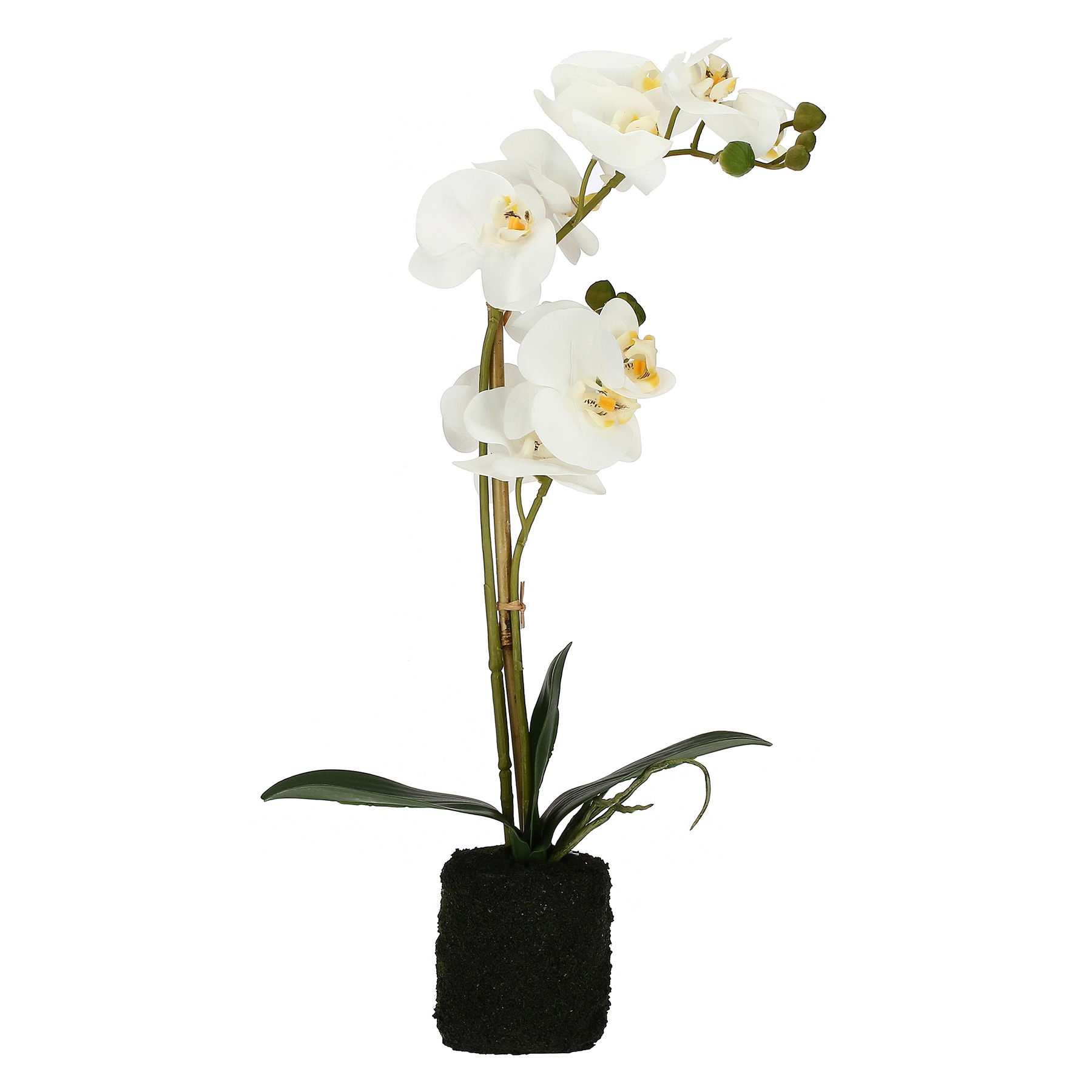 Veronica Clump With White Orchids M Gift