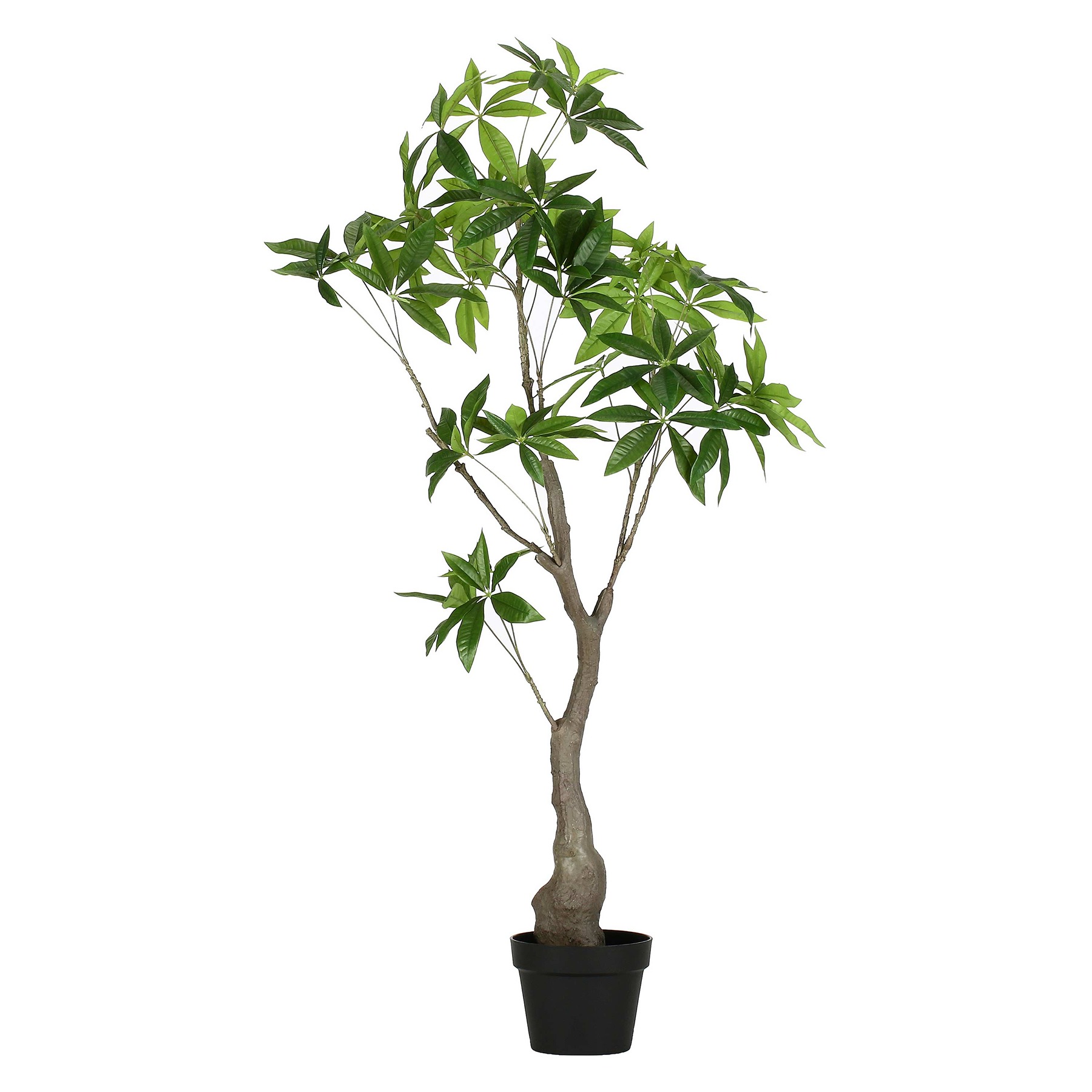 Piantala Pachira   120 Cm D 17,5 Cm Gift