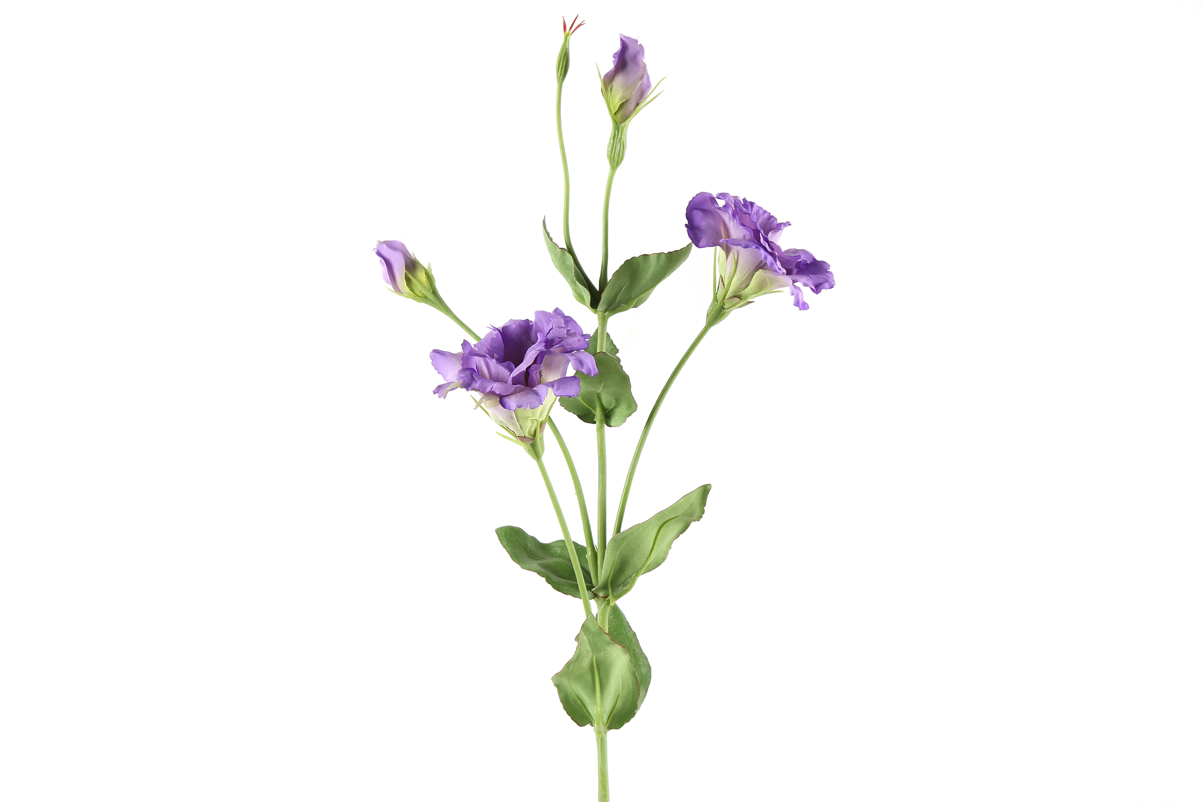 Art Flower Lisianthus Purple Gift