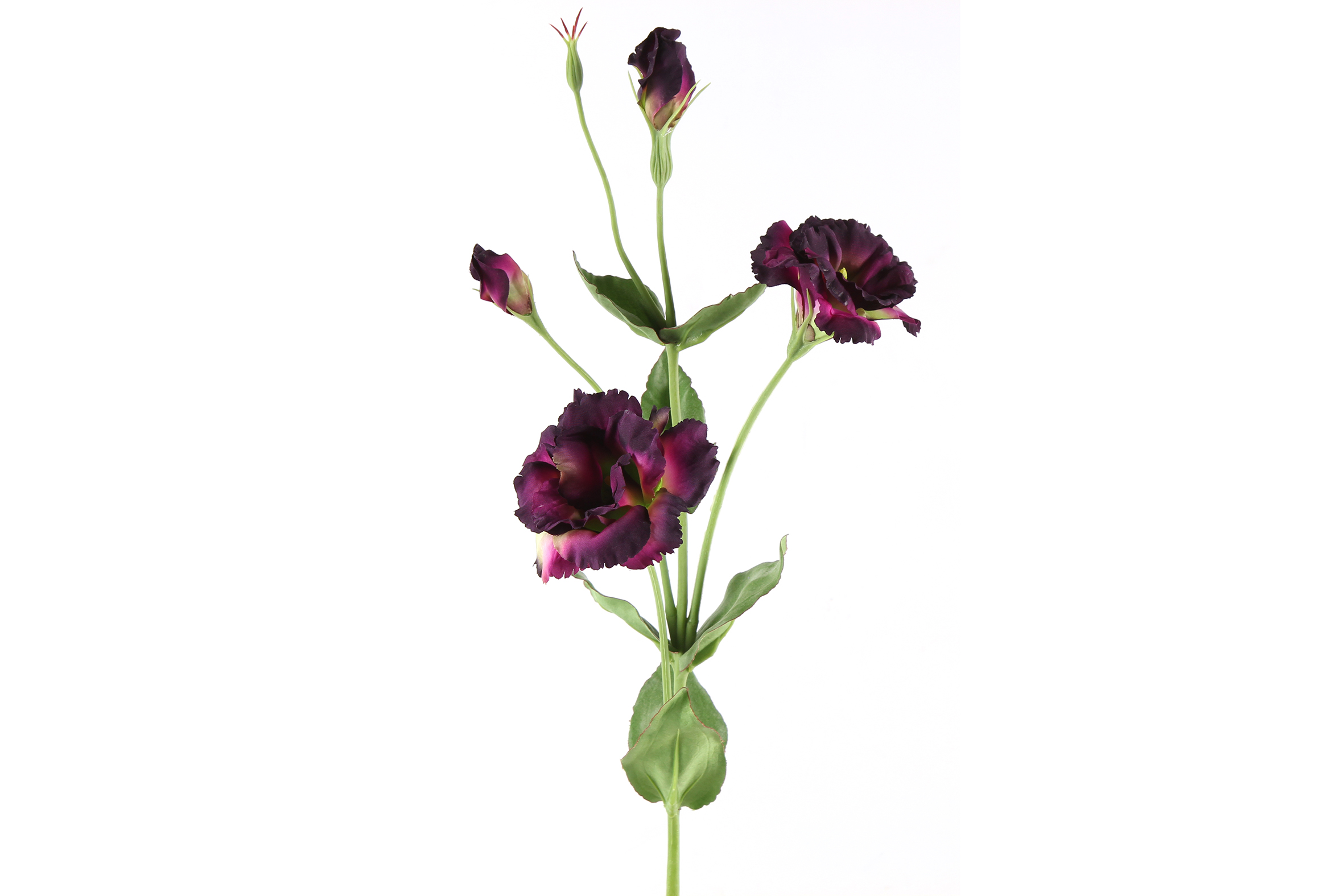 Art Flower Lisianthus Purple Gift