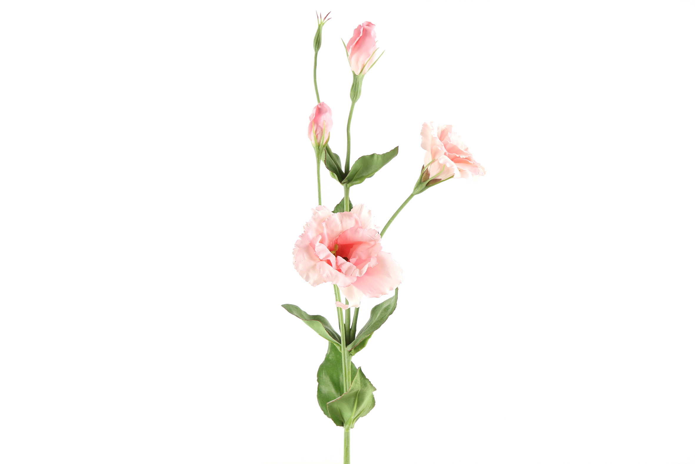 Art Flower Lisianthus Pink Gift