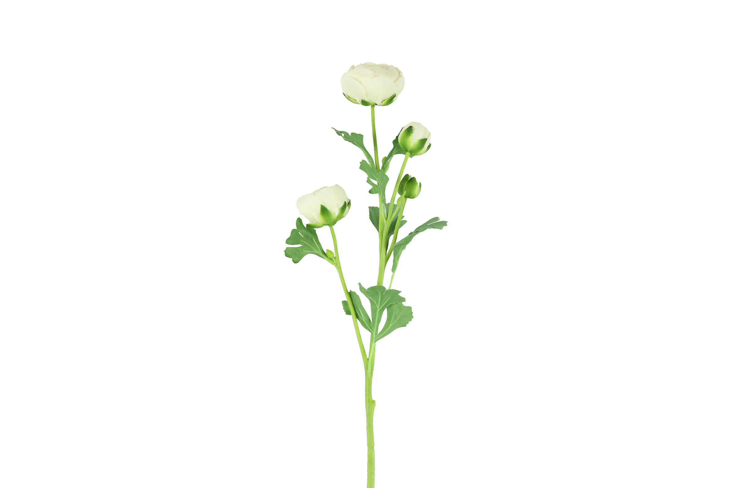 Art Flower Ranunculus L White Gift