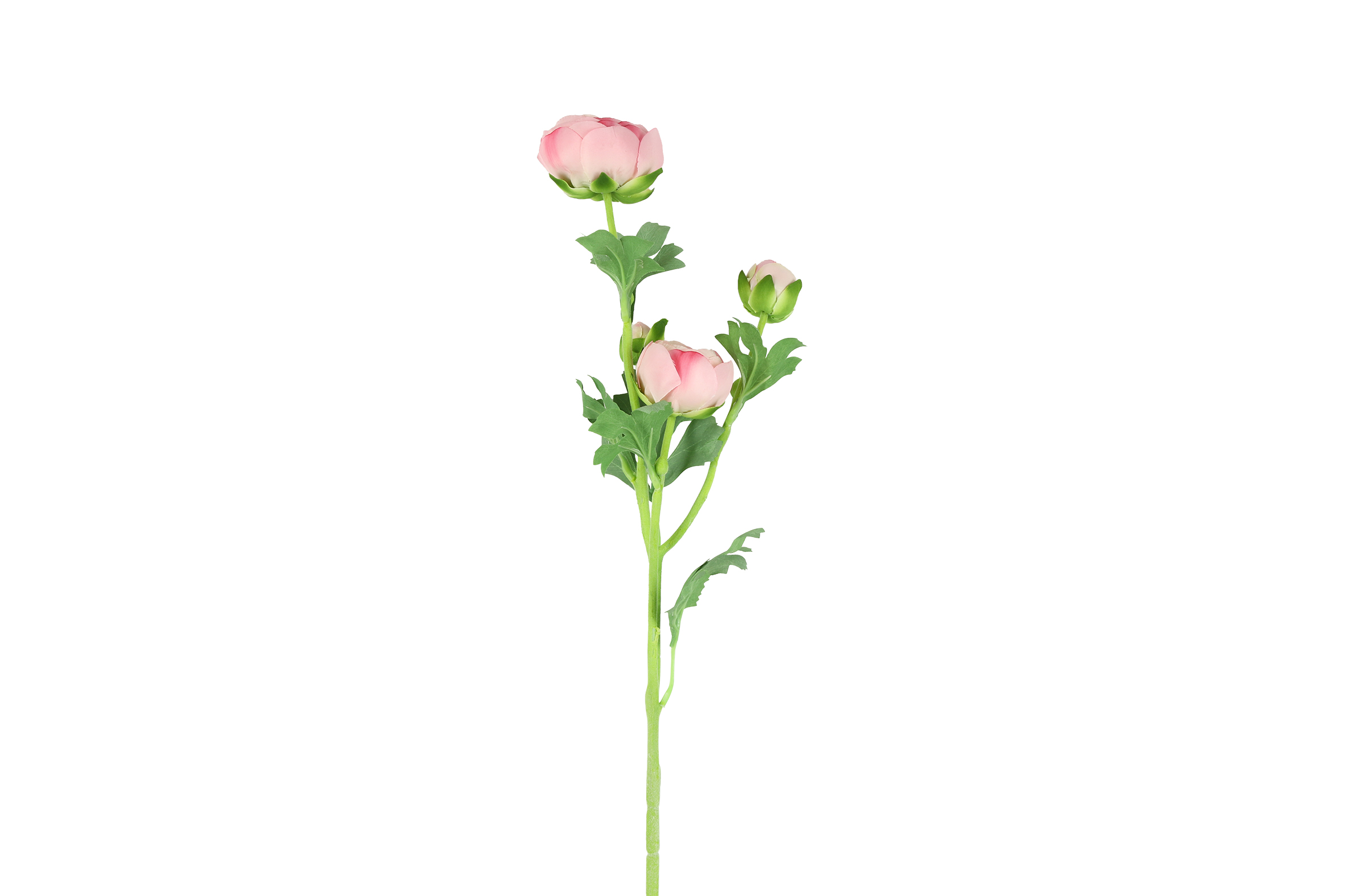 Art Flower Ranunculus L Pink Gift