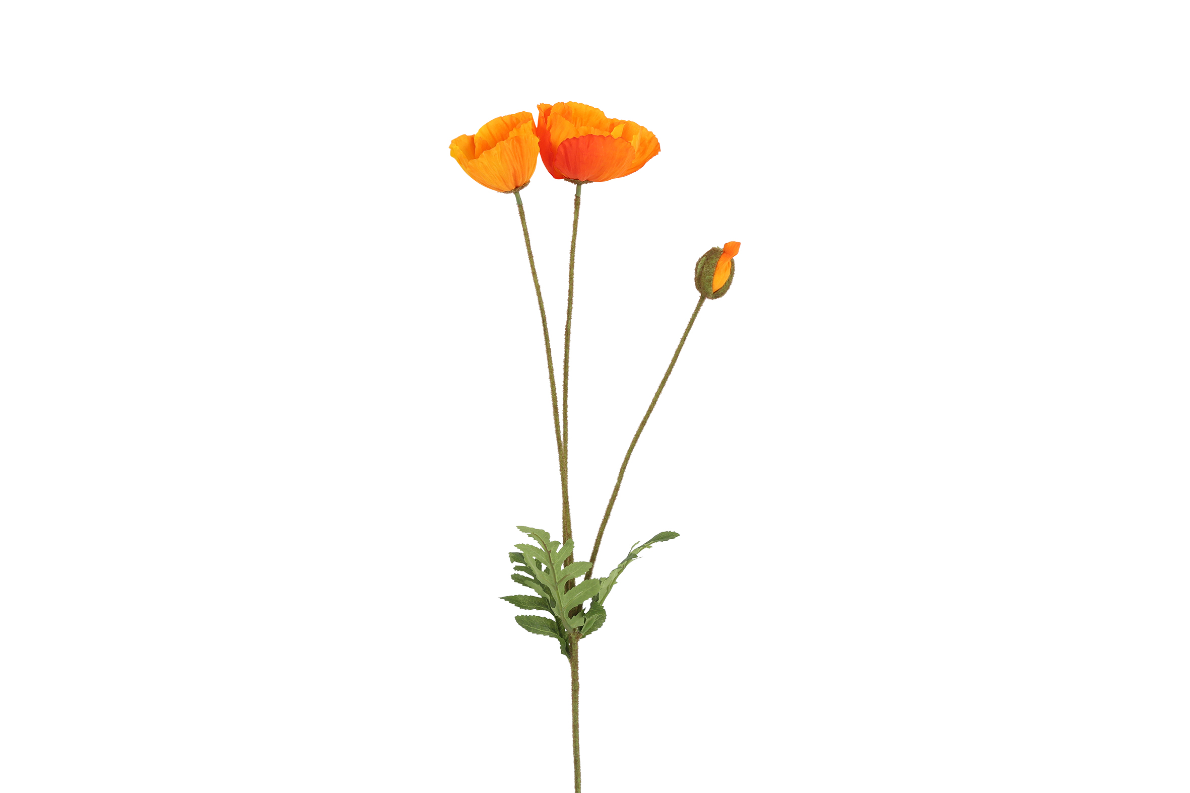 Art Flower Papaver Orange Gift