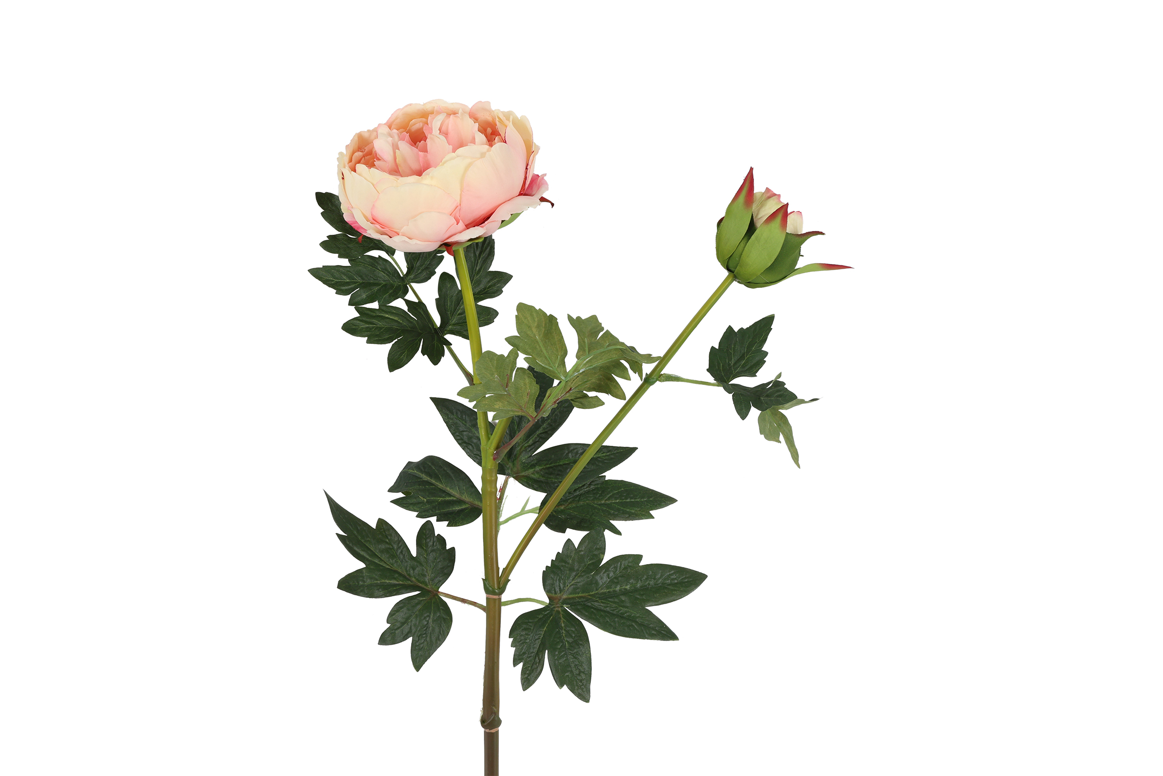 Art Flower Paeonia D Parks CrÃˆme Gift