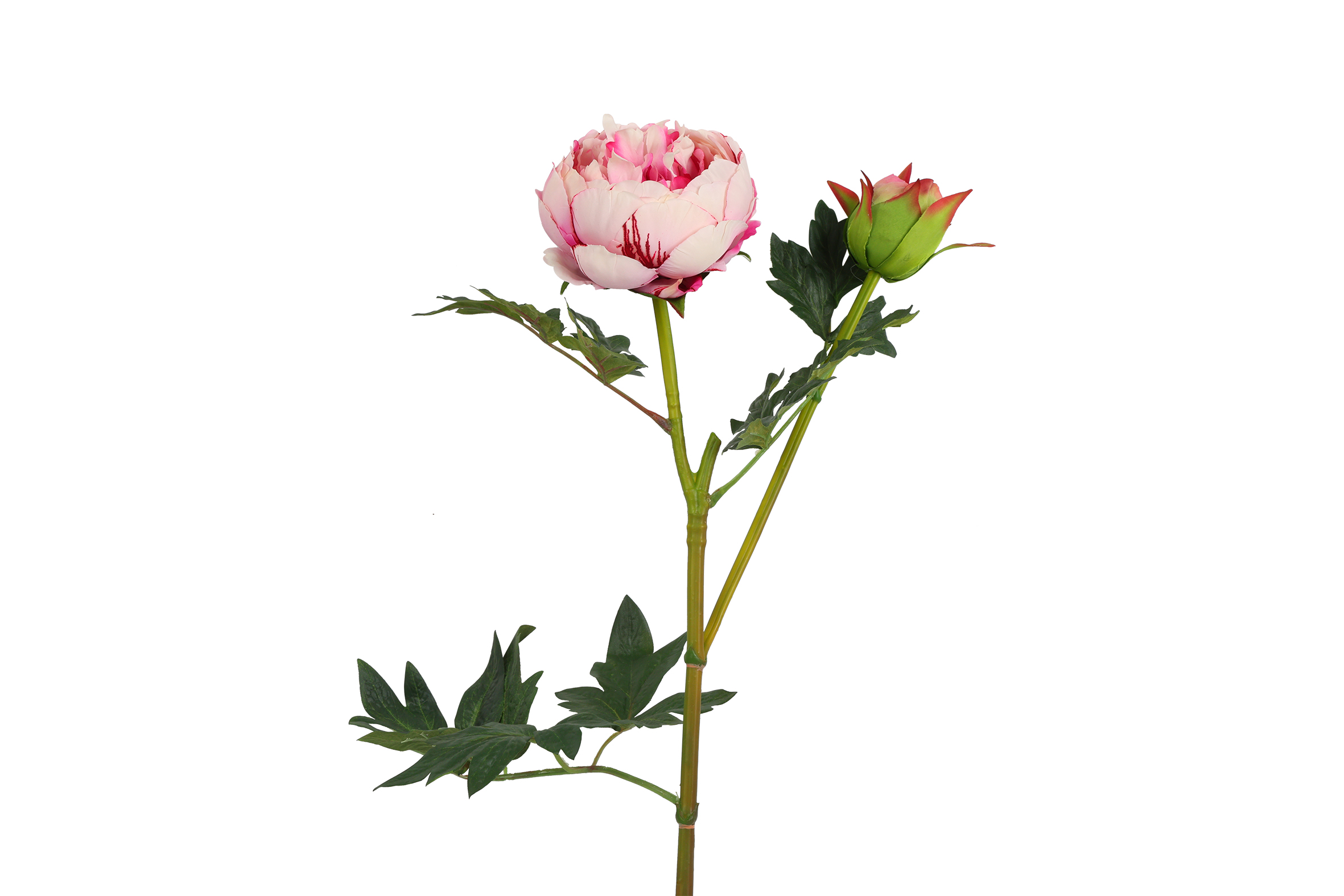 Art Flower Paeonia D Parks Pink Gift